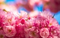 Cherry blossom. Sacura cherry-tree. Flowers in blooming with sunrise background. Spring Cherry blossoms, pink flowers.