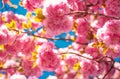 Cherry blossom. Sacura cherry-tree. Beautiful nature scene with blooming tree and sunny day. Sakura Festival.