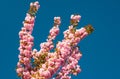 Cherry blossom. Sacura cherry-tree. Blooming sakura blossoms flowers close up with blue sky on nature background. Branch