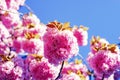 Cherry blossom. Sacura cherry-tree. Blooming sakura blossoms flowers close up with blue sky on nature background