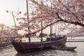 Cherry blossom with sailboat