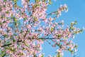 Cherry blossom. Sakura against the blue sky.