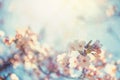 cherry blossom or sakura against sun light