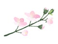 Cherry blossom, sakura branch with pink flowers and green leaves isolated on white background. Spring design element Royalty Free Stock Photo