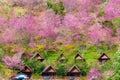 Cherry Blossom and sakura at Doi Ang Khang in Chiang Mai
