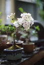 Cherry blossom , Sakura flower Royalty Free Stock Photo