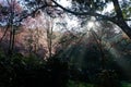 Cherry Blossom or Sakura flower garden at Doi Suthep Chiangmai, Thailand. Royalty Free Stock Photo