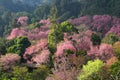 Cherry Blossom or Sakura flower garden at Doi Suthep Chiangmai, Thailand. Royalty Free Stock Photo