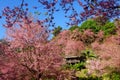 Cherry Blossom or Sakura flower garden at Doi Suthep Chiangmai, Thailand. Royalty Free Stock Photo