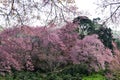 Cherry Blossom or Sakura flower garden at Doi Suthep Chiangmai, Thailand. Royalty Free Stock Photo