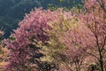 Cherry Blossom or Sakura flower garden at Doi Suthep Chiangmai, Thailand. Royalty Free Stock Photo