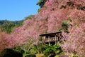 Cherry Blossom or Sakura flower garden at Doi Suthep Chiangmai, Thailand. Royalty Free Stock Photo