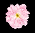 Cherry blossom sakura flower black background Royalty Free Stock Photo