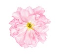 Cherry blossom sakura flower white background Royalty Free Stock Photo