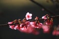 Cherry Blossom or Sakura flower on nature background in garden,Beautiful Cherry Blossom flower with branch and sunlight in dark