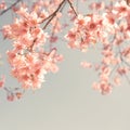 Cherry blossom - sakura flower. Royalty Free Stock Photo