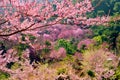 Cherry blossom or sakura flowers Royalty Free Stock Photo