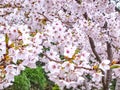 Cherry Blossom or Sakura Flowers in the garden