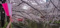 Paper Lantern And Cherry Blossoms Sakura Flowers, Tokyo, Japan Royalty Free Stock Photo