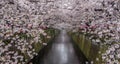 Paper Lantern And Cherry Blossoms Sakura Flowers, Tokyo, Japan Royalty Free Stock Photo