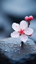 Cherry blossom, sakura flowers with therapy stones Royalty Free Stock Photo