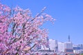 Cherry blossom or Sakura full bloom with Cityscape of Yokohama city, Skyline and office building in Minatomirai, Yokohama city Royalty Free Stock Photo