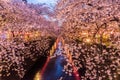 Cherry blossom or Sakura at Meguro Canal.