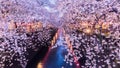 Cherry blossom or Sakura at Meguro Canal.