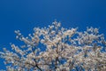 Cherry blossom (Sakura) in nearly full bloom on the Meguro River in Meguro, Tokyo Royalty Free Stock Photo