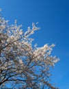 Cherry blossom (Sakura) in nearly full bloom on the Meguro River in Meguro, Tokyo Royalty Free Stock Photo