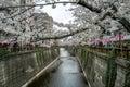 Cherry blossom (Sakura) in nearly full bloom on the Meguro River in Meguro, Tokyo Royalty Free Stock Photo