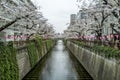 Cherry blossom (Sakura) in nearly full bloom on the Meguro River in Meguro, Tokyo Royalty Free Stock Photo