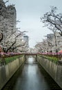 Cherry blossom (Sakura) in nearly full bloom on the Meguro River in Meguro, Tokyo Royalty Free Stock Photo