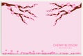 Cherry blossom Sakura on pink background. Royalty Free Stock Photo