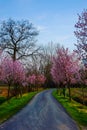 Cherry Blossom And Sakura Road