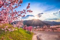 Cherry Blossom and sakura on road .