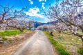 Cherry Blossom and sakura on road .