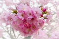 Cherry Blossom, Sakura season Background.