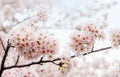 Cherry Blossom, Sakura season in korea,Backgroun.