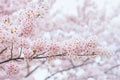 Cherry Blossom, Sakura season in korea,Backgroun.