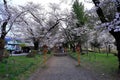 cherry blossom (sakura ) in spring from Arakurayama Sengen Park Royalty Free Stock Photo