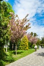 Cherry blossom. Sakura in the spring botanical garden. People admire nature. Ukraine. Kyiv. 04.05. 2023