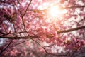 Cherry blossom or sakura in spring time with sun light, Spring blossoms and beautiful cherry tree branches with pink sakura Royalty Free Stock Photo