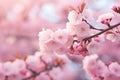 cherry blossom sakura in springtime, soft focus background, cherry blossom sakura in spring time, soft background, AI Generated Royalty Free Stock Photo