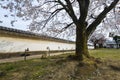 Cherry Blossom, Sakura Tree in a garden of Himeji Castle, Hyogo, Japan