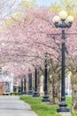 Cherry Blossom (Sakura) trees in bloom lining a walkway with light posts in a park