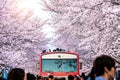 Cherry blossom or Sakura and trian in spring at Jinhae, South Korea Royalty Free Stock Photo