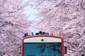 Cherry blossom or Sakura and trian in spring at Jinhae, South Korea Royalty Free Stock Photo