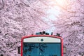 Cherry blossom or Sakura and trian in spring at Jinhae, South Korea Royalty Free Stock Photo