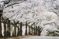 Cherry blossom or Sakura tunnel in japanese park Royalty Free Stock Photo